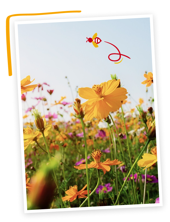 Fleurs jaunes et roses