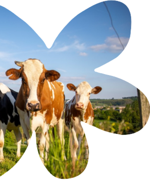 Vaches dans un pré avec ciel bleu